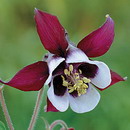 گل تاج ‌الملوک